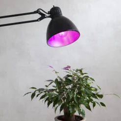 Filament Pære ^ STAR TRADING LED plantepære thrive, traditionel glødepære A60, E27, 6,5 W rød